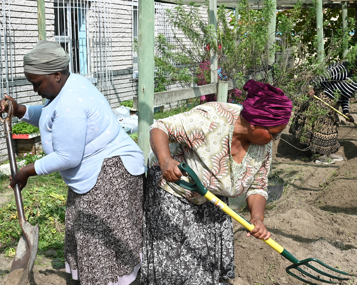 Vegetable Garden doing well